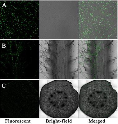 The Effects of the Endophytic Bacterium Pseudomonas fluorescens Sasm05 and IAA on the Plant Growth and Cadmium Uptake of Sedum alfredii Hance